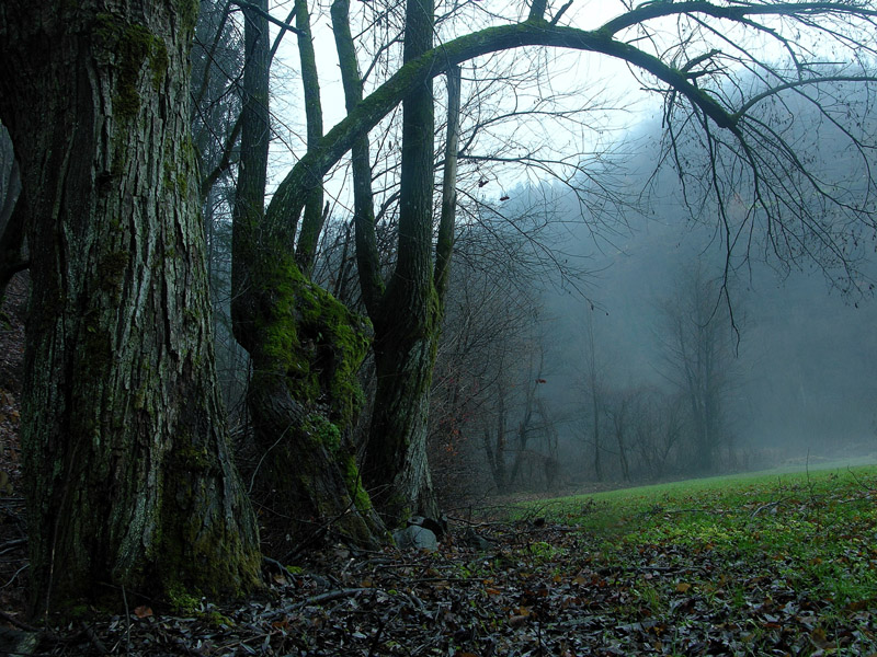 Atmosfere nel bosco......